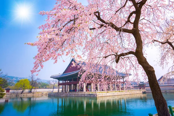 Palacio gyeongbokgung con árbol de flor de cerezo en primavera en — Foto de Stock