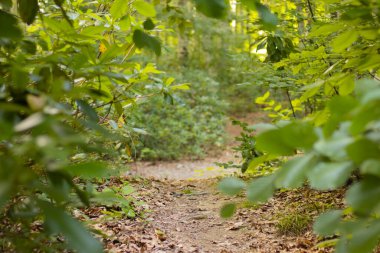 Ormanın derinliklerine giden küçük bir patika.