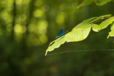 Ormandaki yaprağın üzerinde harika parlak renkleri olan yusufçuk.