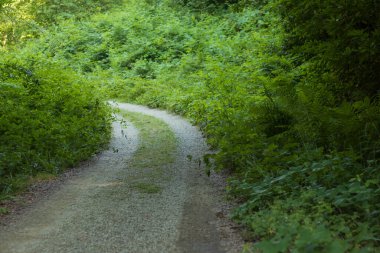 Çakıl yolu ormana doğru kıvrılıyor.