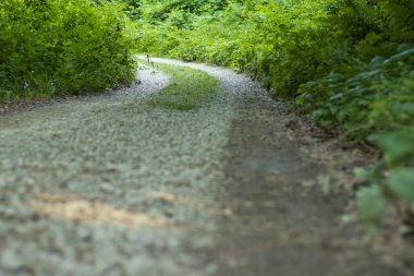 Çakıl yolu ormana doğru kıvrılıyor.