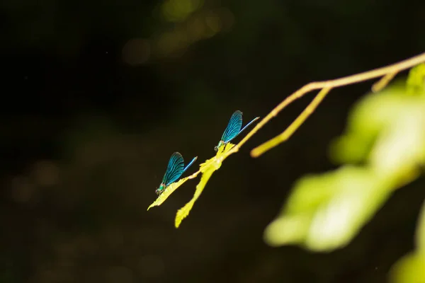 Escarabajos Libélula Pie Sobre Hoja Bosque — Foto de Stock