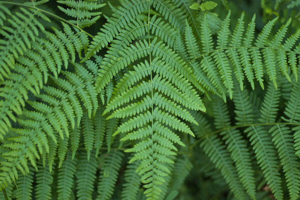 папоротники в качестве фона