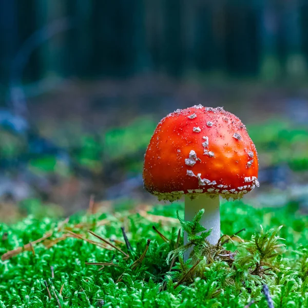 Amanita Muscaria Röd Giftig Flugsvamp Skogen — Stockfoto