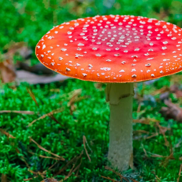 Amanita Muscaria Vagyok Vörös Mérgező Légy Agaric Gomba Erdőben — Stock Fotó