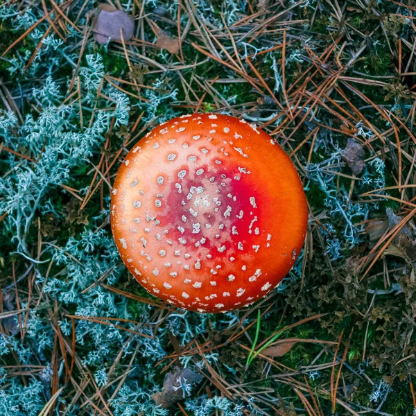 Amanita Muscaria Vermelho Venenoso Mosca Agaric Cogumelo Floresta — Fotografia de Stock