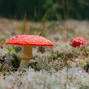 Amanita Muscaria. Ormanda kırmızı zehirli sinek mantarı.