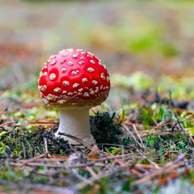 Amanita Muscaria. Ormanda kırmızı zehirli sinek mantarı.