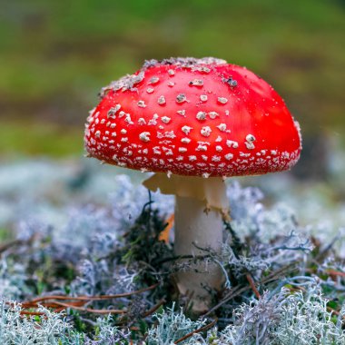 Amanita Muscaria. Ormanda kırmızı zehirli sinek mantarı.