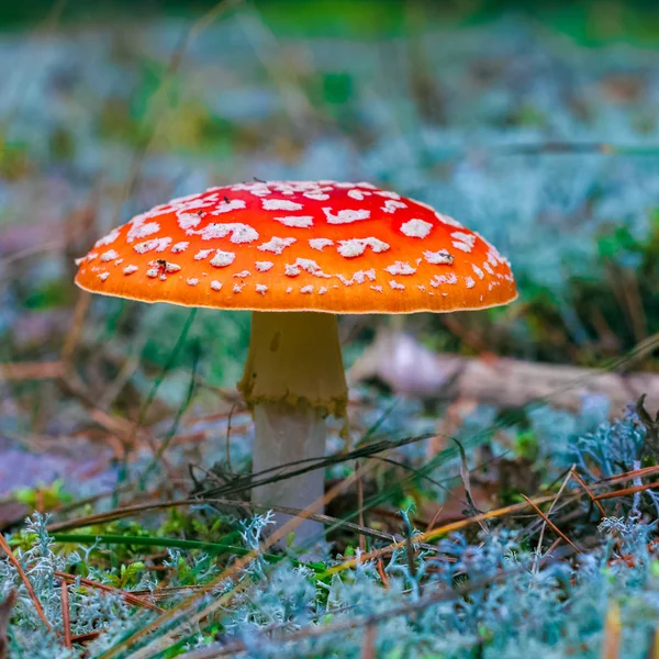 Amanita Muscaria Red Poisonous Fly Agaric Mushroom Forest — Stock Photo, Image