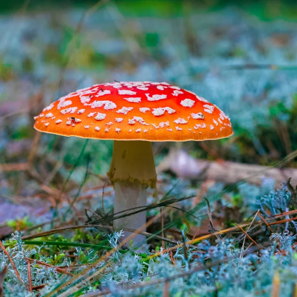 Amanita Muscaria Röd Giftig Flugsvamp Skogen — Stockfoto