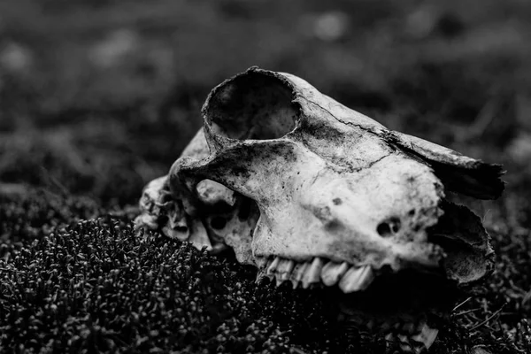 Cranio Cane Una Foresta Simbolizzazione Della Morte Mondo Abbandonato — Foto Stock