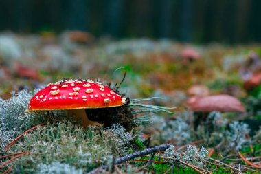 Amanita Muscaria. Ormanda kırmızı zehirli sinek mantarı.