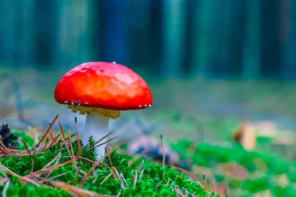 Amanita Muscaria Vermelho Venenoso Mosca Agaric Cogumelo Floresta — Fotografia de Stock