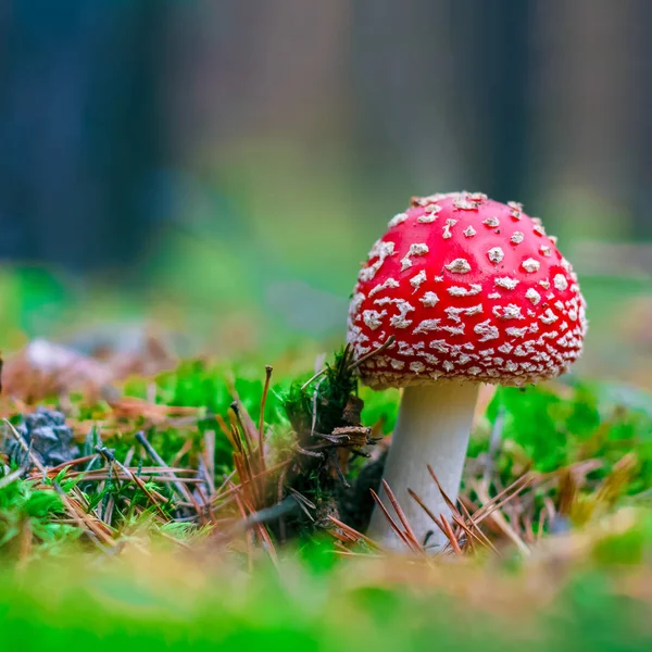 Amanita Muscaria Röd Giftig Flugsvamp Skogen — Stockfoto