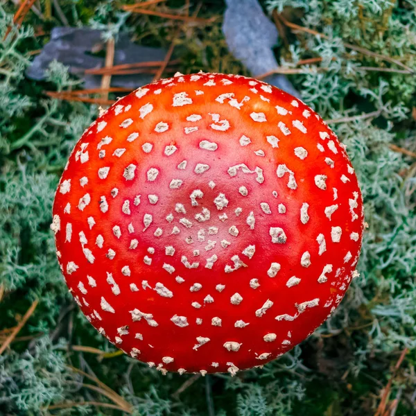 Amanita Muscaria Roter Giftiger Fliegenpilz Wald — Stockfoto