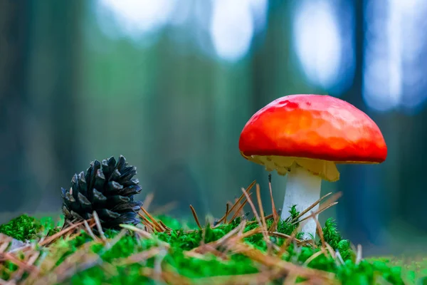 Amanita Muscaria Red Poisonous Fly Agaric Mushroom Forest — Stock Photo, Image