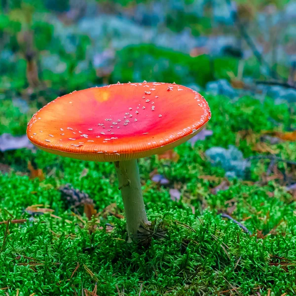 Amanita Muscaria Ormanda Kırmızı Zehirli Sinek Mantarı — Stok fotoğraf