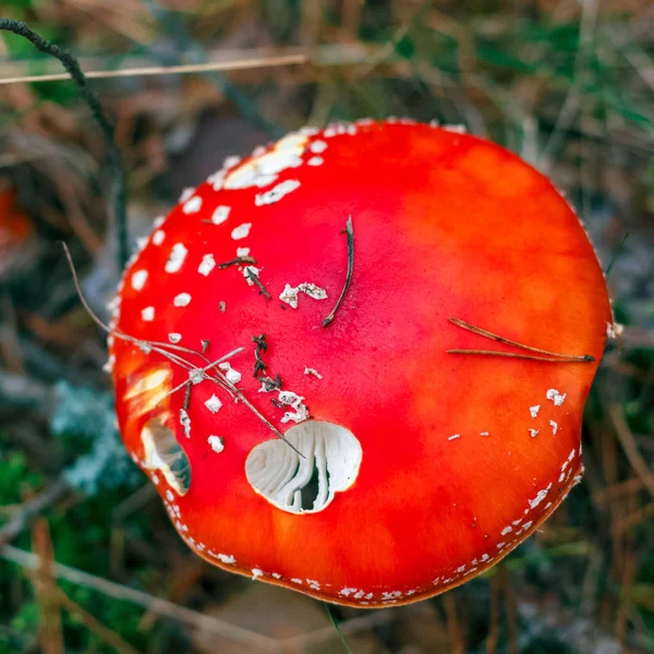 Amanita Muscaria Κόκκινο Δηλητηριώδες Fly Agaric Μανιτάρι Στο Δάσος — Φωτογραφία Αρχείου
