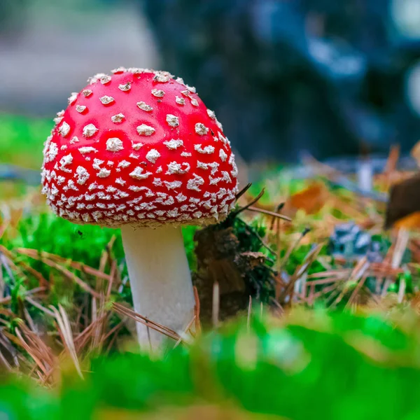 Amanita Muscaria Red Poisonous Fly Agaric Mushroom Forest — Stock Photo, Image