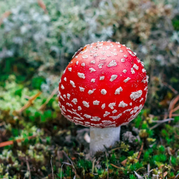 Amanita Muscaria. Red poisonous Fly Agaric mushroom in forest