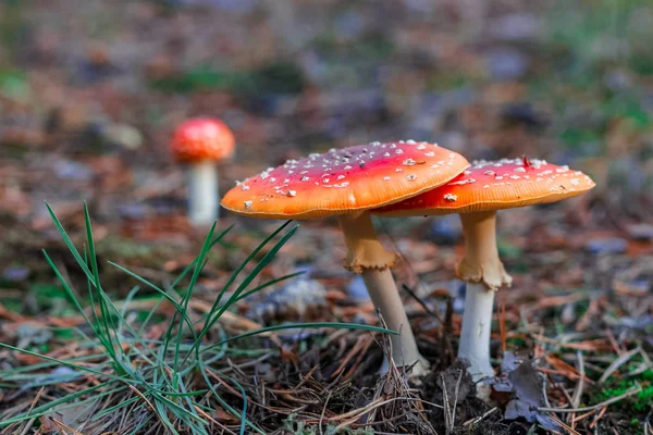 Red Poisonous Amanita Muscaria Mushrooms European Forest — Stock Photo, Image