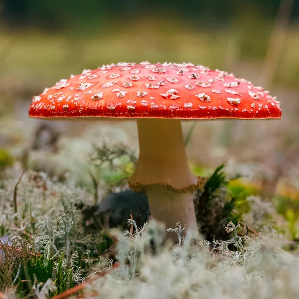 Amanita Muscaria. Ormanda kırmızı zehirli sinek mantarı.