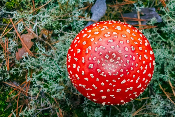 Amanita Muscaria 森林中的红色毒蝇蘑菇 — 图库照片