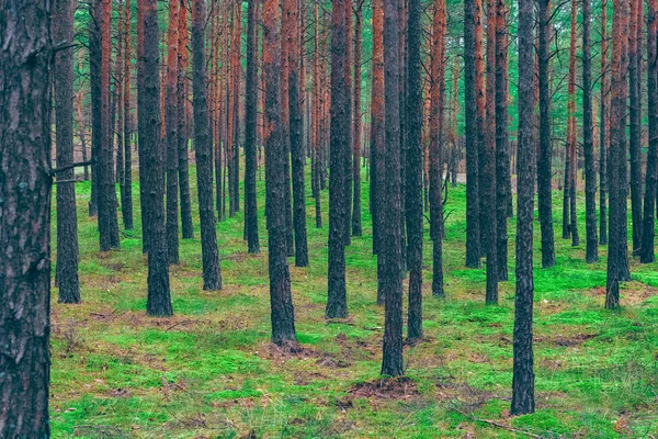 Pięknej Przyrody Las Sosnowy Europie Środkowej Zielony Krajobraz — Zdjęcie stockowe