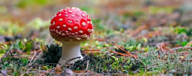 Amanita Muscaria. Ormanda kırmızı zehirli sinek mantarı.