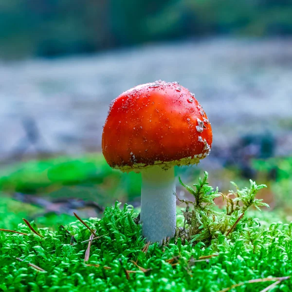 Amanita Muscaria Vermelho Venenoso Mosca Agaric Cogumelo Floresta — Fotografia de Stock