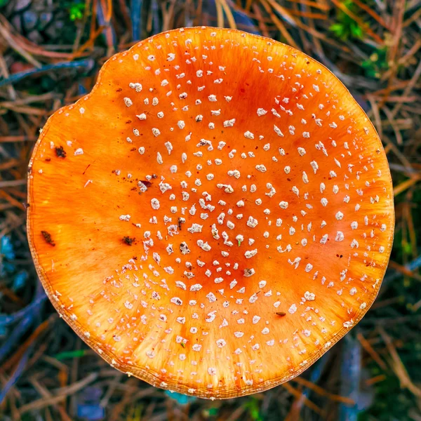 Amanita Muscaria 森林中的红色毒蝇蘑菇 — 图库照片