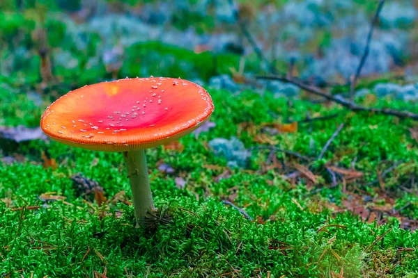 Amanita Muscaria 森林中的红色毒蝇蘑菇 — 图库照片