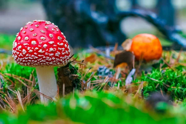 Amanita Muscaria Vermelho Venenoso Mosca Agaric Cogumelo Floresta — Fotografia de Stock