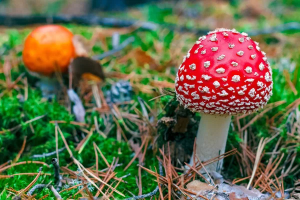 Amanita Muscaria Red Velenoso Fly Agaric Fungo Nella Foresta — Foto Stock