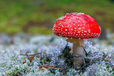 Amanita Muscaria. Ormanda kırmızı zehirli sinek mantarı.