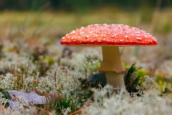 Amanita Muscaria Röd Giftig Flugsvamp Skogen — Stockfoto