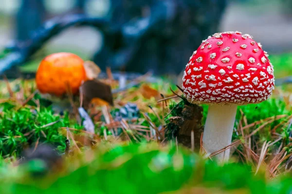 Amanita Muscaria Vermelho Venenoso Mosca Agaric Cogumelo Floresta — Fotografia de Stock