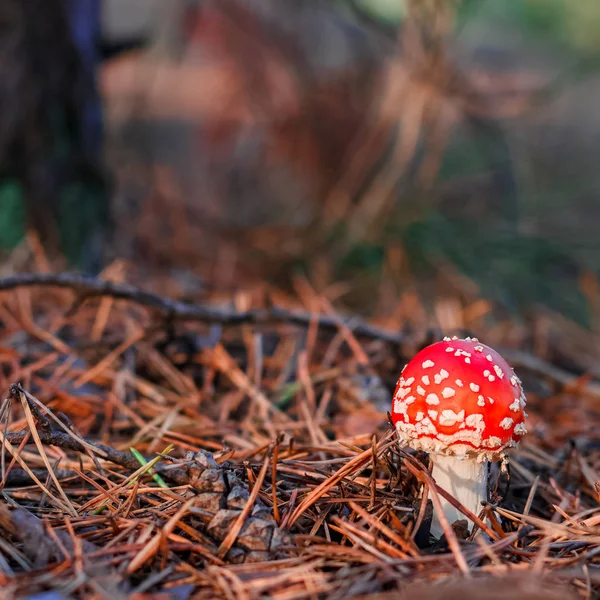 Amanita Muscaria Cogumelo Venenoso Vermelho Floresta Europeia — Fotografia de Stock