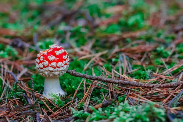 Amanita Muscaria Red Poisonous Mushroom European Forest — Stock Photo, Image