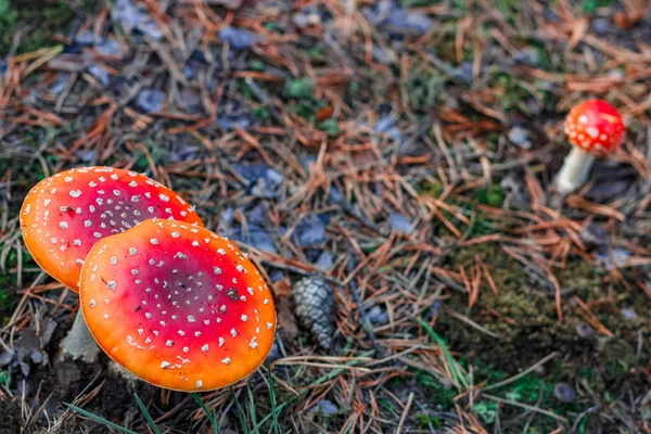 Red Poisonous Amanita Muscaria Mushrooms European Forest — Stock Photo, Image