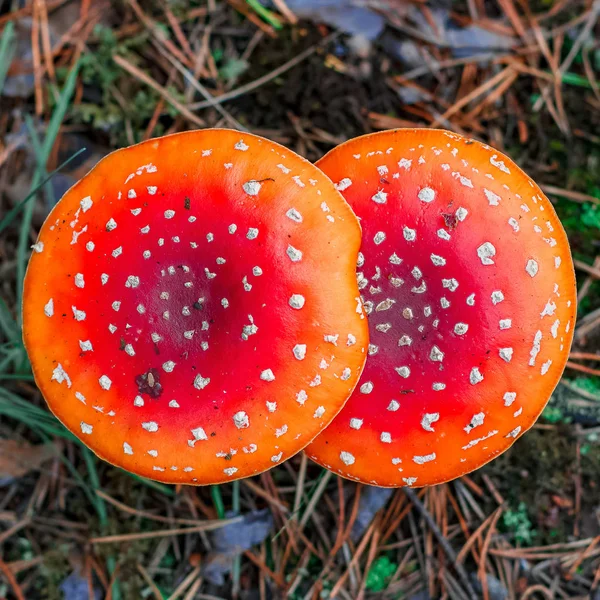 Κόκκινο Δηλητηριώδη Μανιτάρια Amanita Muscaria Στο Ευρωπαϊκό Δάσος — Φωτογραφία Αρχείου