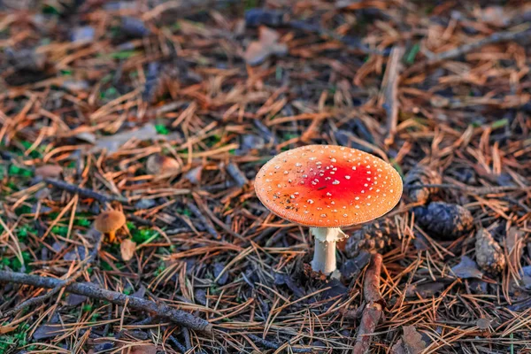 Amanita Muscaria Красный Ядовитый Гриб Европейском Лесу — стоковое фото