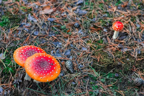 Champignons Amanita Muscaria Toxiques Rouges Dans Forêt Européenne — Photo