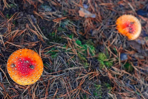 Rode Giftige Amanita Muscaria Paddestoelen Europese Bossen — Stockfoto