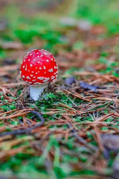 Amanita Muscaria Cogumelo Venenoso Vermelho Floresta Europeia — Fotografia de Stock