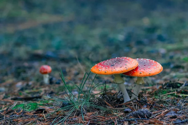 Красный Amanita Muscaria Mushrooms Европейском Лесу — стоковое фото