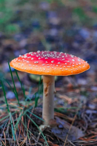 Amanita Muscaria Red Poisonous Mushroom European Forest — Stock Photo, Image