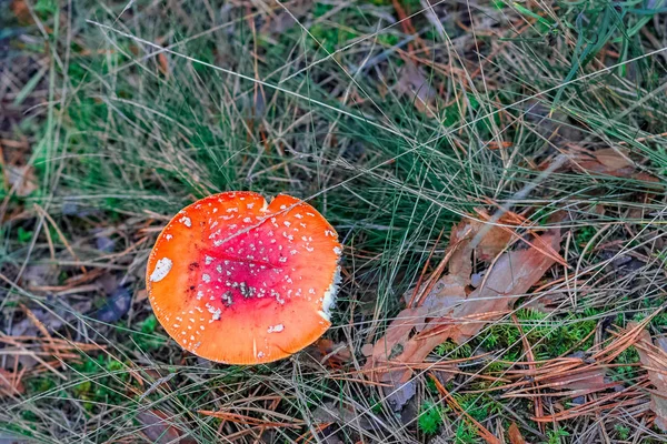 Amanita Muscaria Champignon Venimeux Rouge Dans Forêt Européenne — Photo