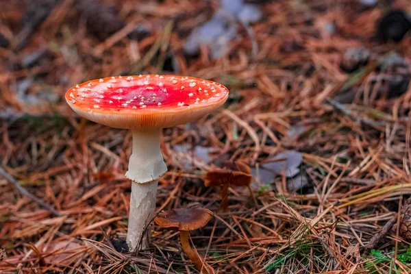 Amanita Muscaria. Red poisonous mushroom in European forest